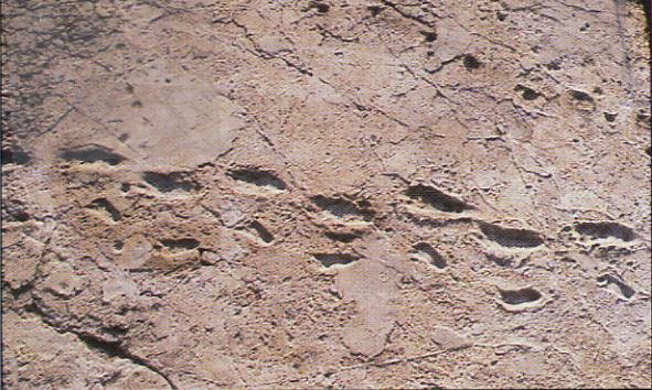 ردپای اولین انسان