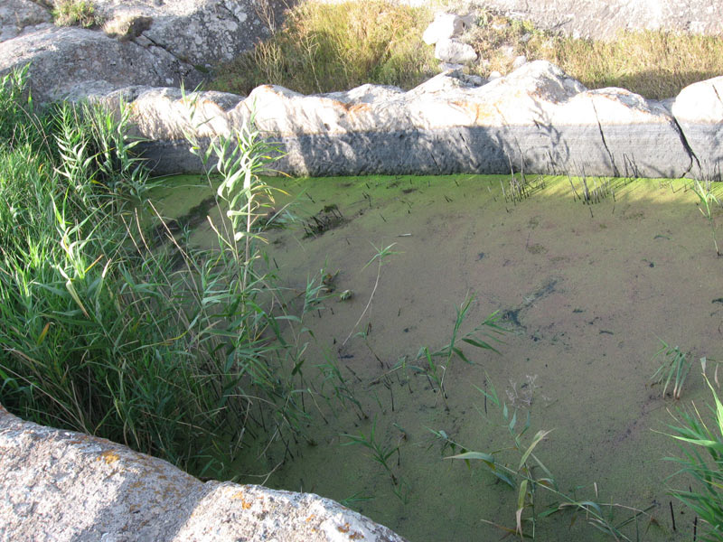 بوینی یوغون